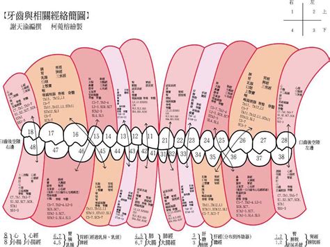 牙齒經絡圖|古書記載辨證奇聞：牙齒和經絡及其對全身之影響！